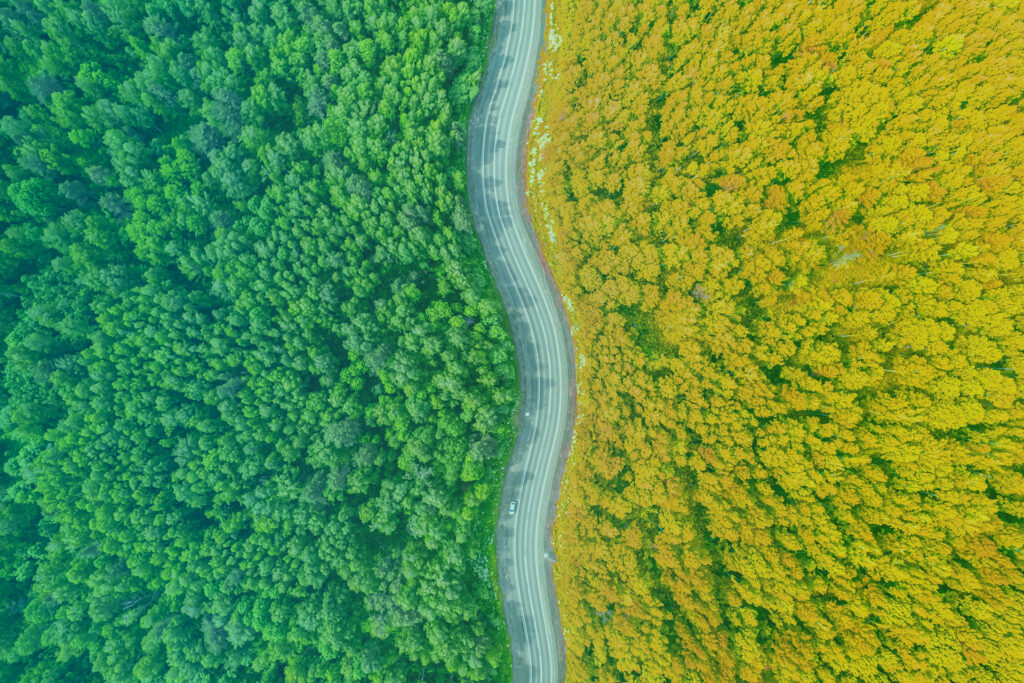Aerial view of a forest splitted with a road